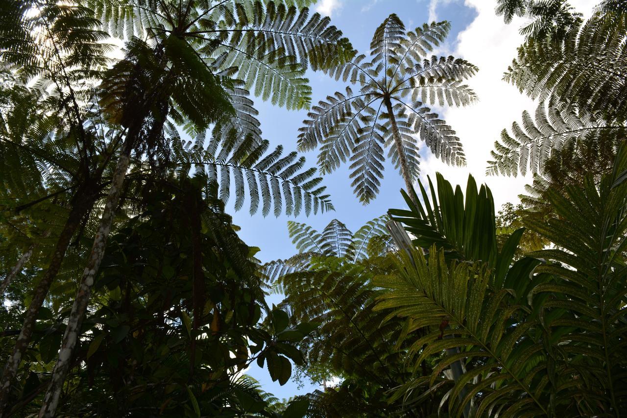Rainforest Eco Lodge Suva Ngoại thất bức ảnh