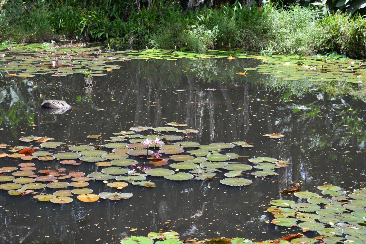 Rainforest Eco Lodge Suva Ngoại thất bức ảnh