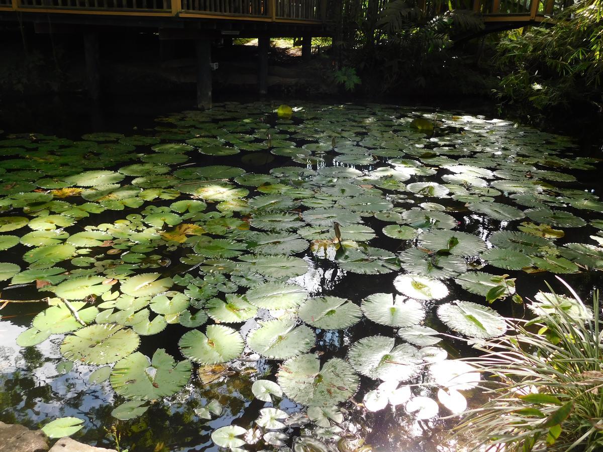 Rainforest Eco Lodge Suva Ngoại thất bức ảnh