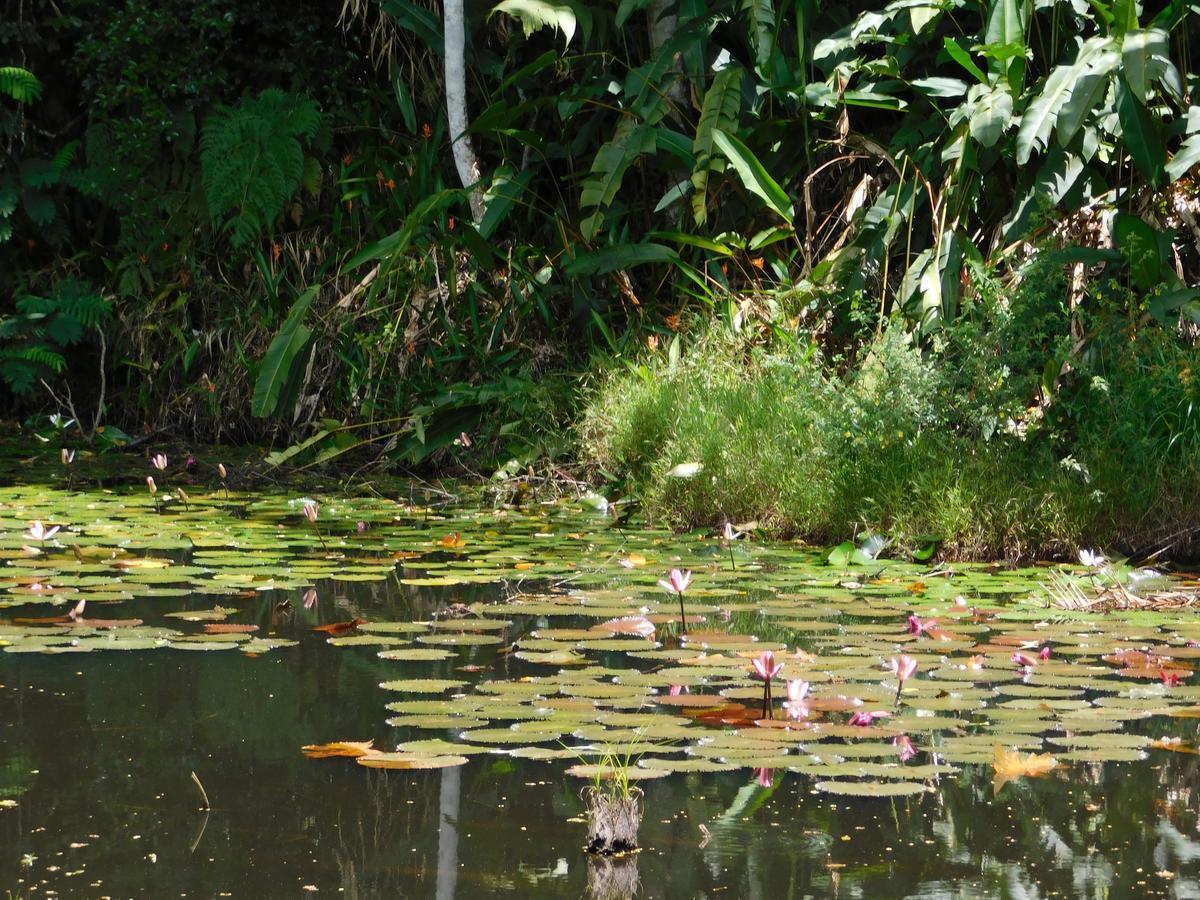 Rainforest Eco Lodge Suva Ngoại thất bức ảnh